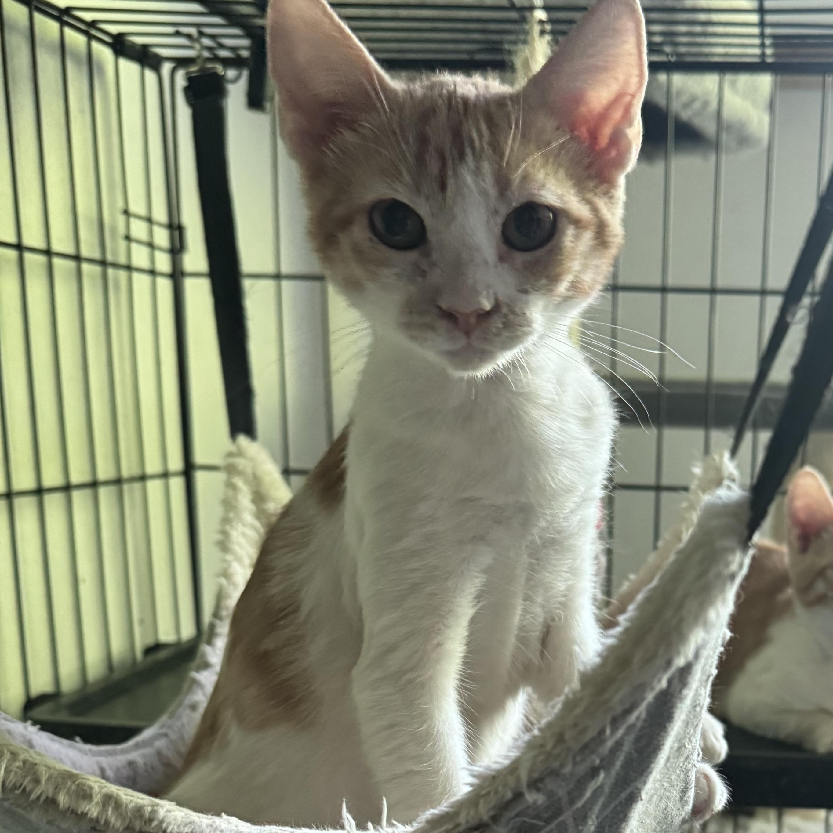 Logan, an adoptable Domestic Short Hair in San Juan, PR, 00924 | Photo Image 1