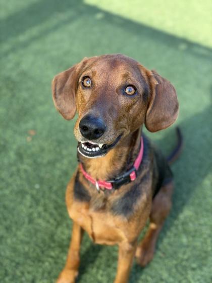 Belle-Marie, a ADOPTABLE mixed breed in Sacramento, CA image 3/3