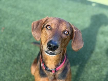 Belle-Marie, a ADOPTABLE mixed breed in Sacramento, CA image 2/3