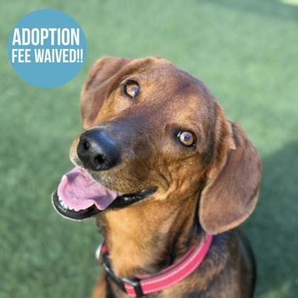 Belle-Marie, a ADOPTABLE mixed breed in Sacramento, CA image 2/5