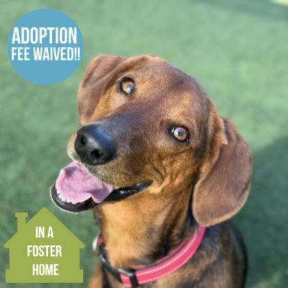 Belle-Marie, a ADOPTABLE mixed breed in Sacramento, CA image 1/5