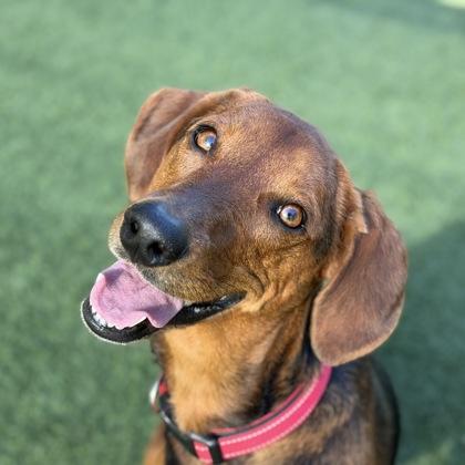 Belle-Marie, ADOPTABLE, Adult Female Hound.