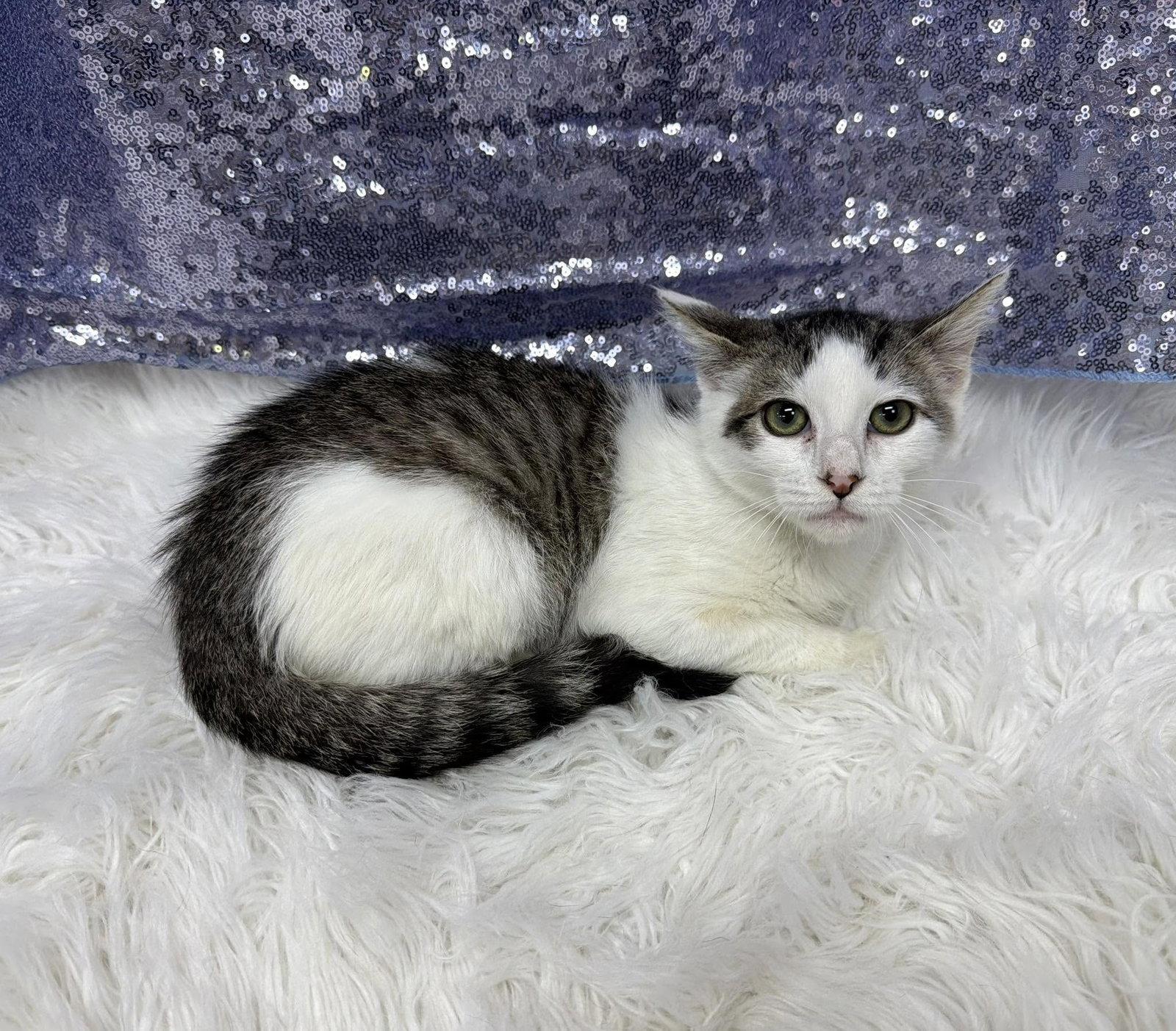 Enlarge Maury, a Adoptable Domestic Short Hair in Clarkesville, GA image 1/1