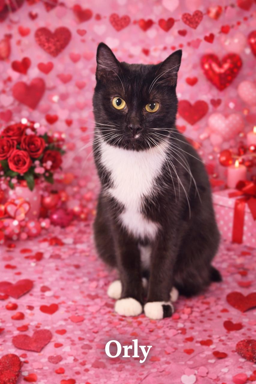 Orly, adopted, Adult Female Domestic Short Hair.