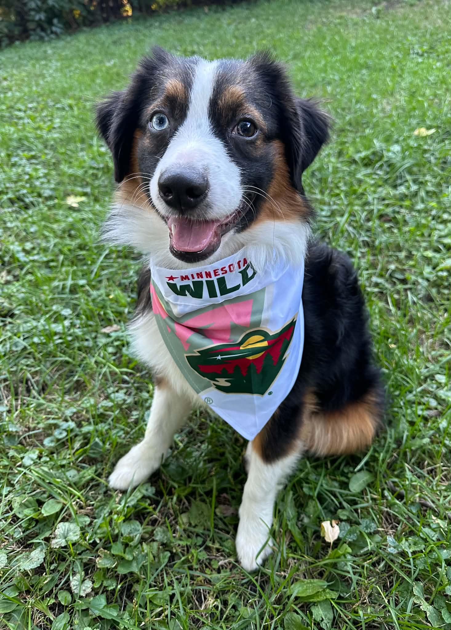 Cayenne, Adoptable, Puppy Male Australian Shepherd.