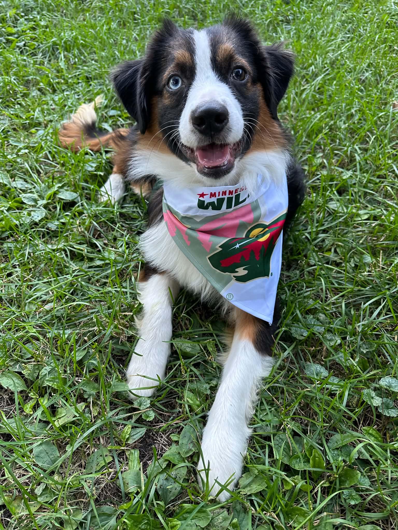 Enlarge Cayenne, a Adoptable Australian Shepherd in Minneapolis, MN image 2/3