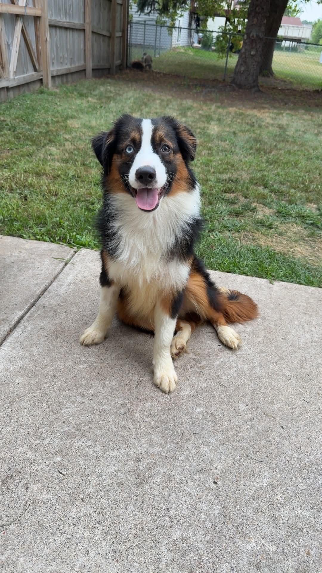Enlarge Cayenne, a Adoptable Australian Shepherd in Minneapolis, MN image 3/3