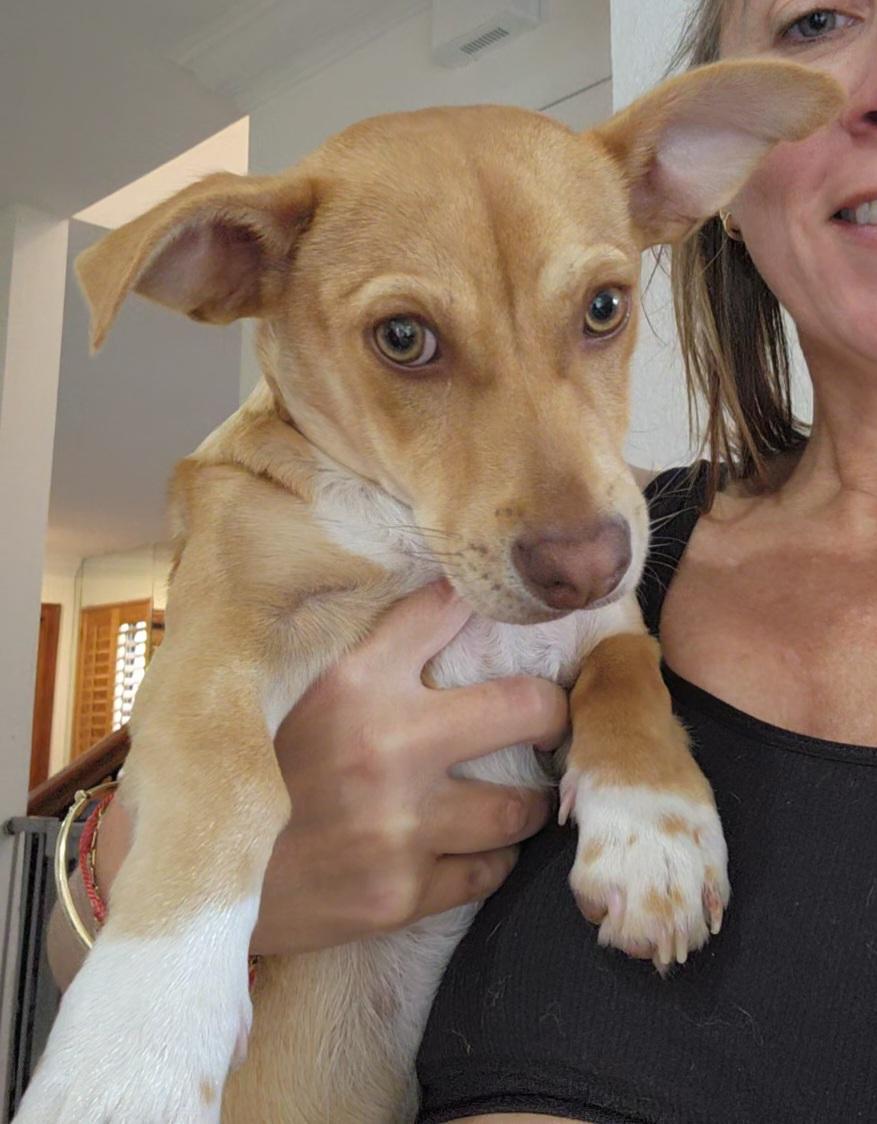 Bentley, Adoptable, Puppy Male Chihuahua & Mixed Breed.