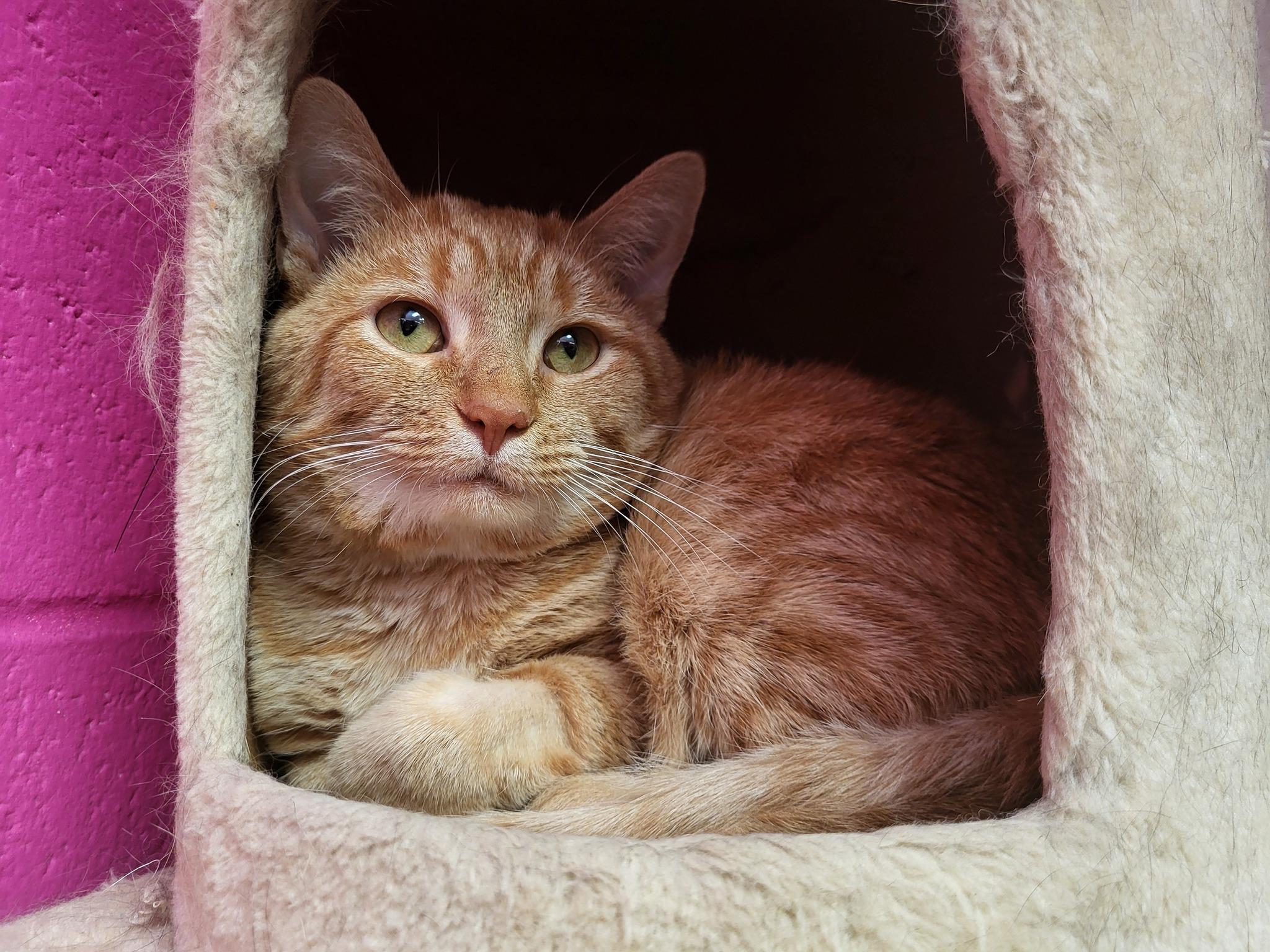 Enlarge Xia, a Adoptable Domestic Short Hair in Chilton, WI image 3/5
