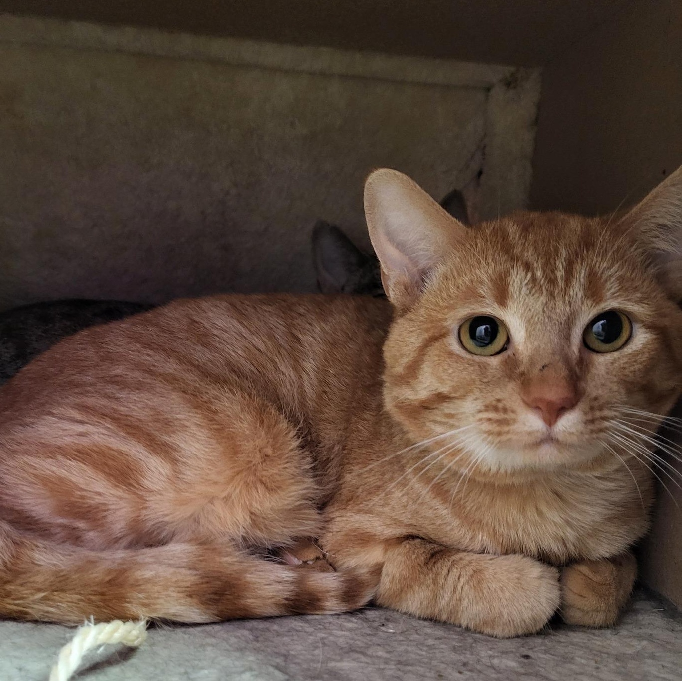 Enlarge Xia, a Adoptable Domestic Short Hair in Chilton, WI image 2/5