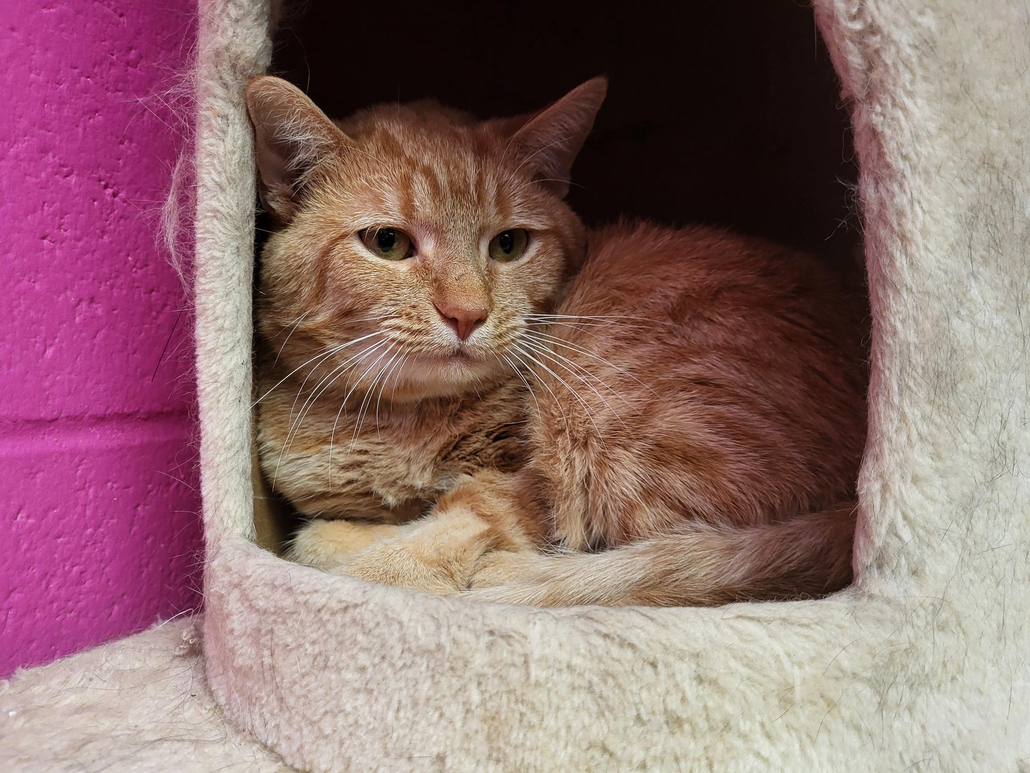 Enlarge Xia, a Adoptable Domestic Short Hair in Chilton, WI image 5/5