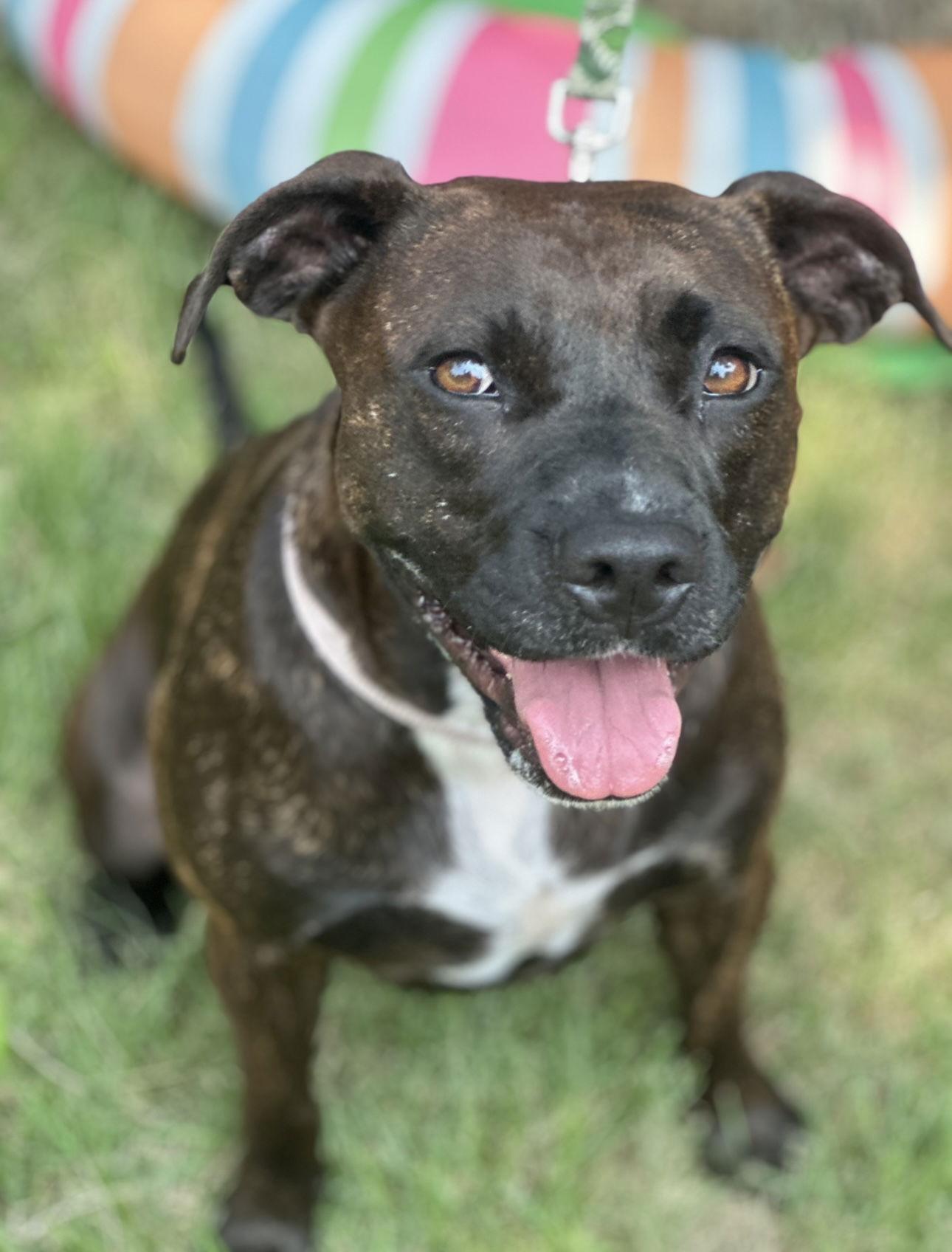 Enlarge Brighton, a Adoptable mixed breed in Euless, TX image 1/3