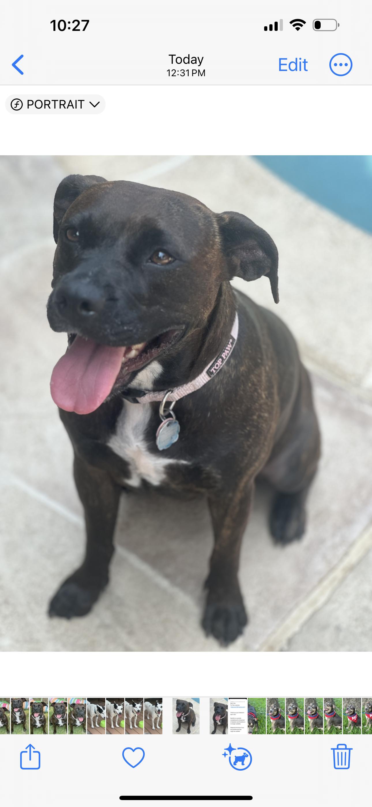 Brighton, a Adoptable mixed breed in Euless, TX image 1/3