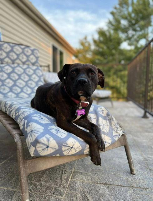 Brighton, a Adoptable mixed breed in Euless, TX image 2/3