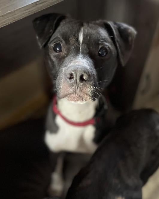 Brisket , Adopted, Adult Male Boxer.