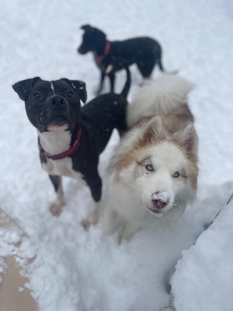 Enlarge Brisket , a Adopted mixed breed in Topsham, VT image 2/5