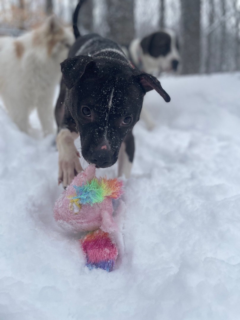 Enlarge Brisket , a Adopted mixed breed in Topsham, VT image 3/5