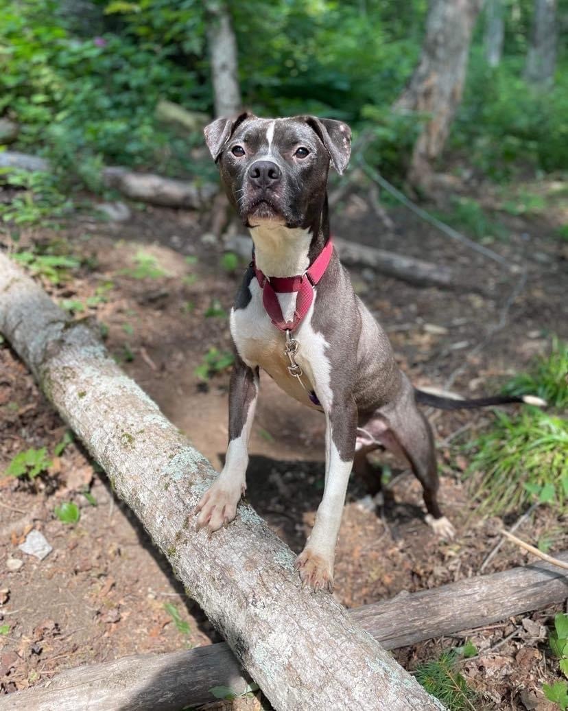 Enlarge Brisket , a Adopted mixed breed in Topsham, VT image 4/5