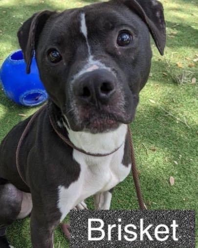 Enlarge Brisket , a Adopted mixed breed in Topsham, VT image 5/5