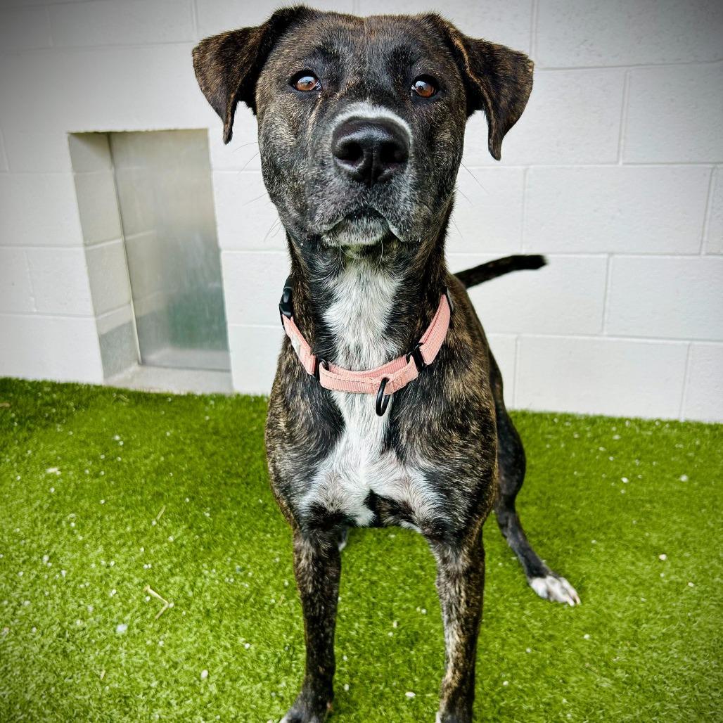 Enlarge Madi, a Adoptable Mixed Breed in Englewood, FL image 1/5