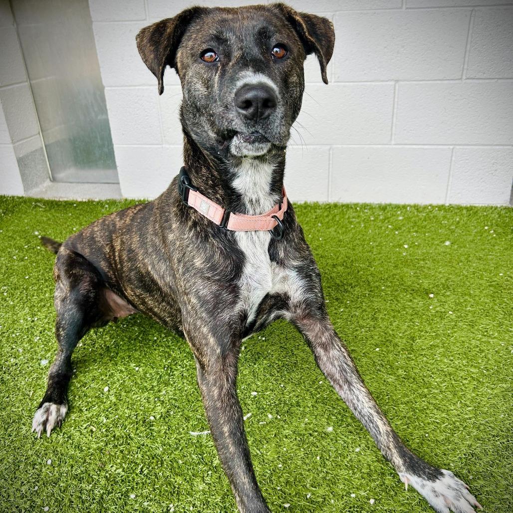 Enlarge Madi, a Adoptable Mixed Breed in Englewood, FL image 2/5