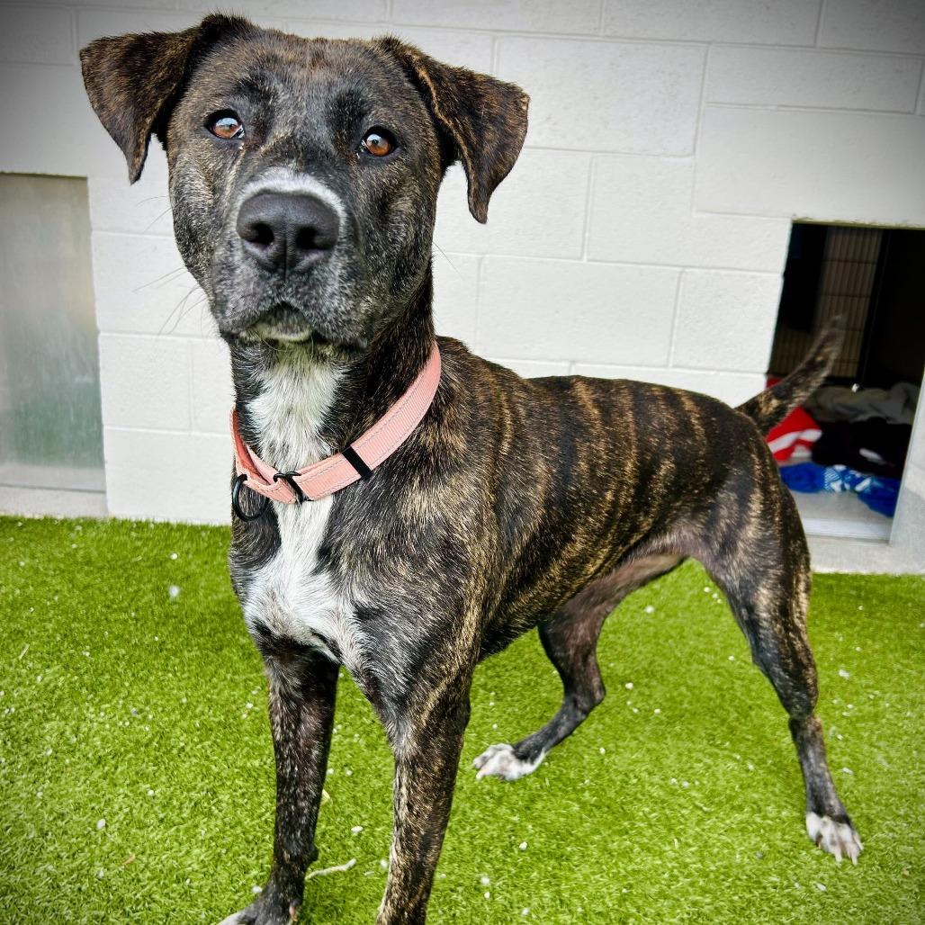 Enlarge Madi, a Adoptable Mixed Breed in Englewood, FL image 3/5