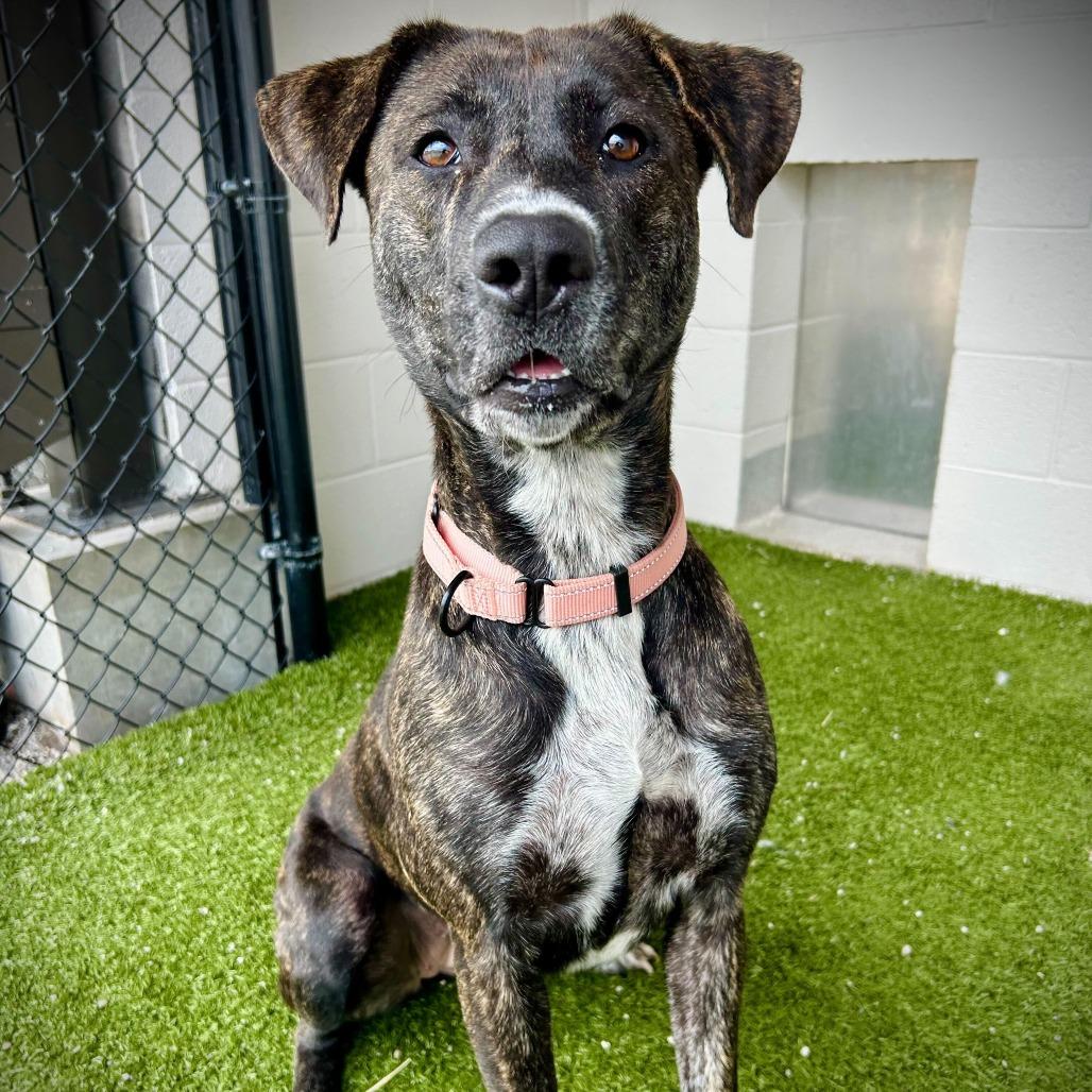 Enlarge Madi, a Adoptable Mixed Breed in Englewood, FL image 4/5