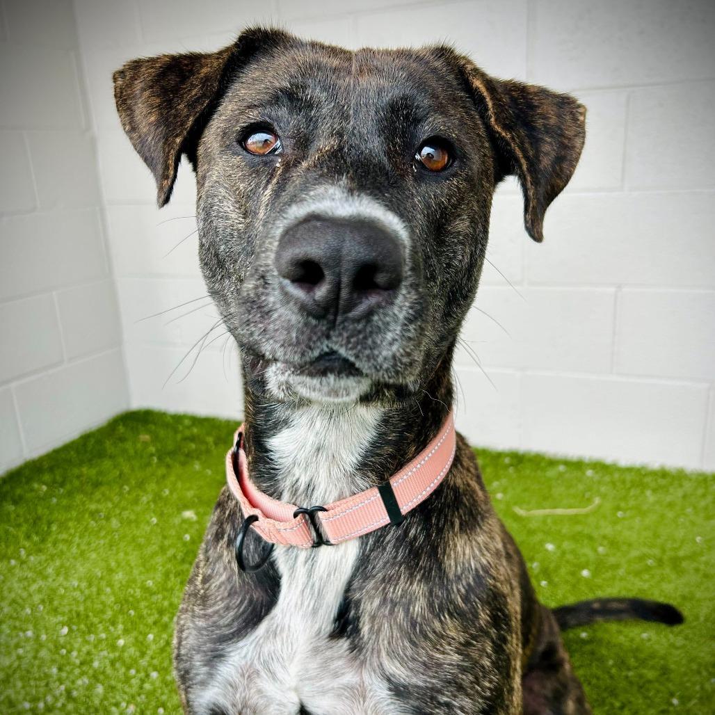 Enlarge Madi, a Adoptable Mixed Breed in Englewood, FL image 5/5