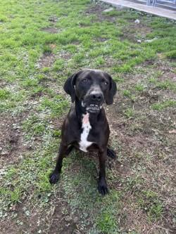 sam, adoptable, Adult Male Black Labrador Retriever & Pit Bull Terrier.