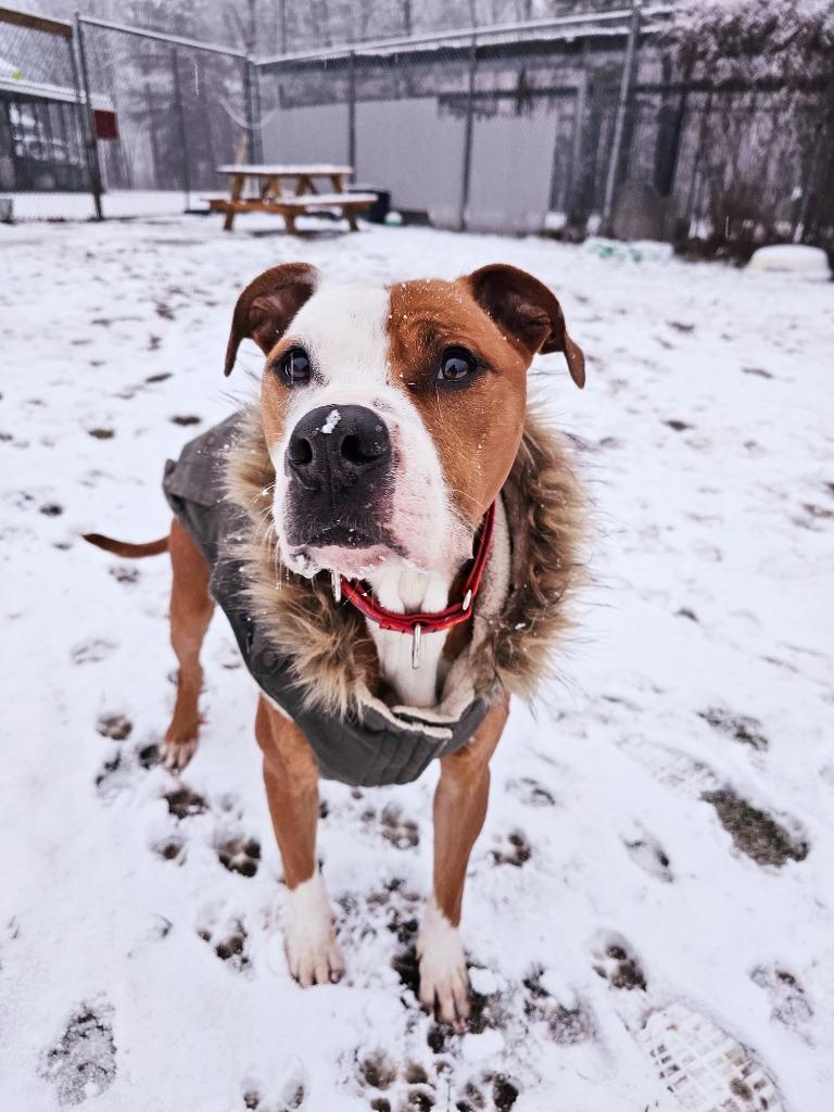 Ceasar, Adoptable, Adult Male Pit Bull Terrier & Mixed Breed.