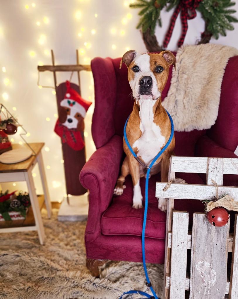 Ceasar, Adoptable, Adult Male Pit Bull Terrier & Mixed Breed.