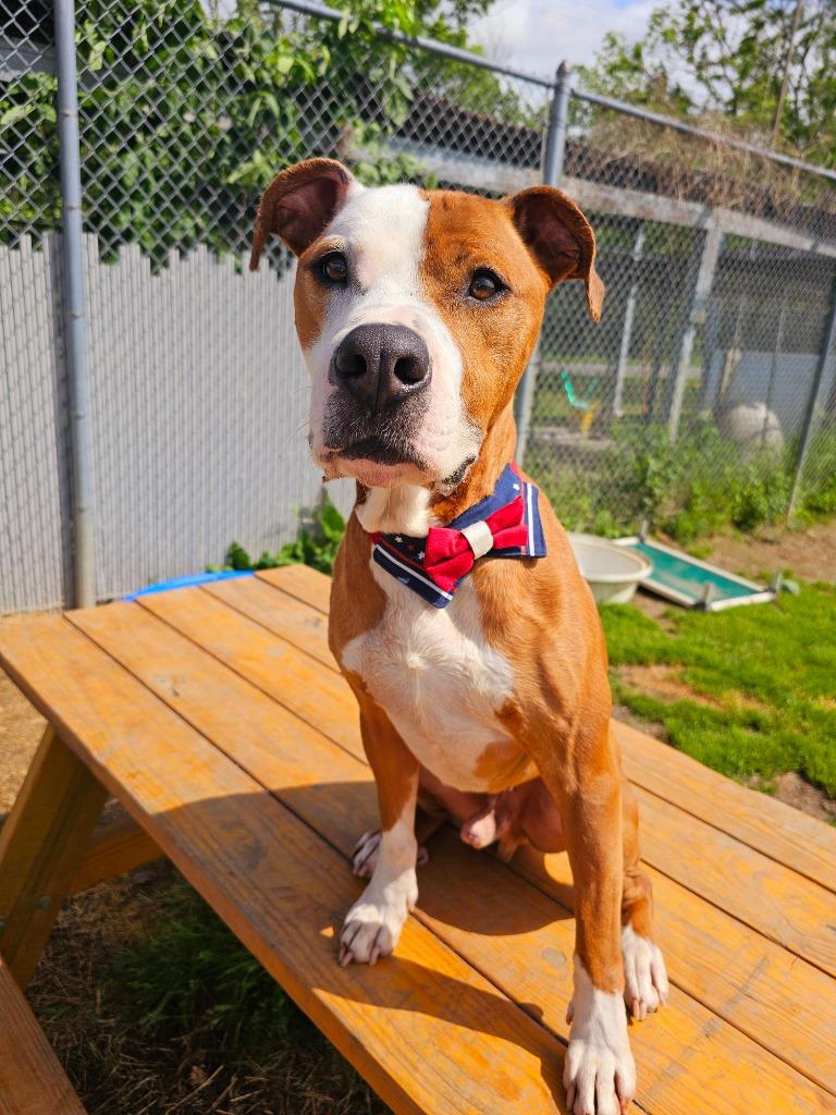 Enlarge Ceasar, a Adoptable mixed breed in Sprakers, NY image 2/6