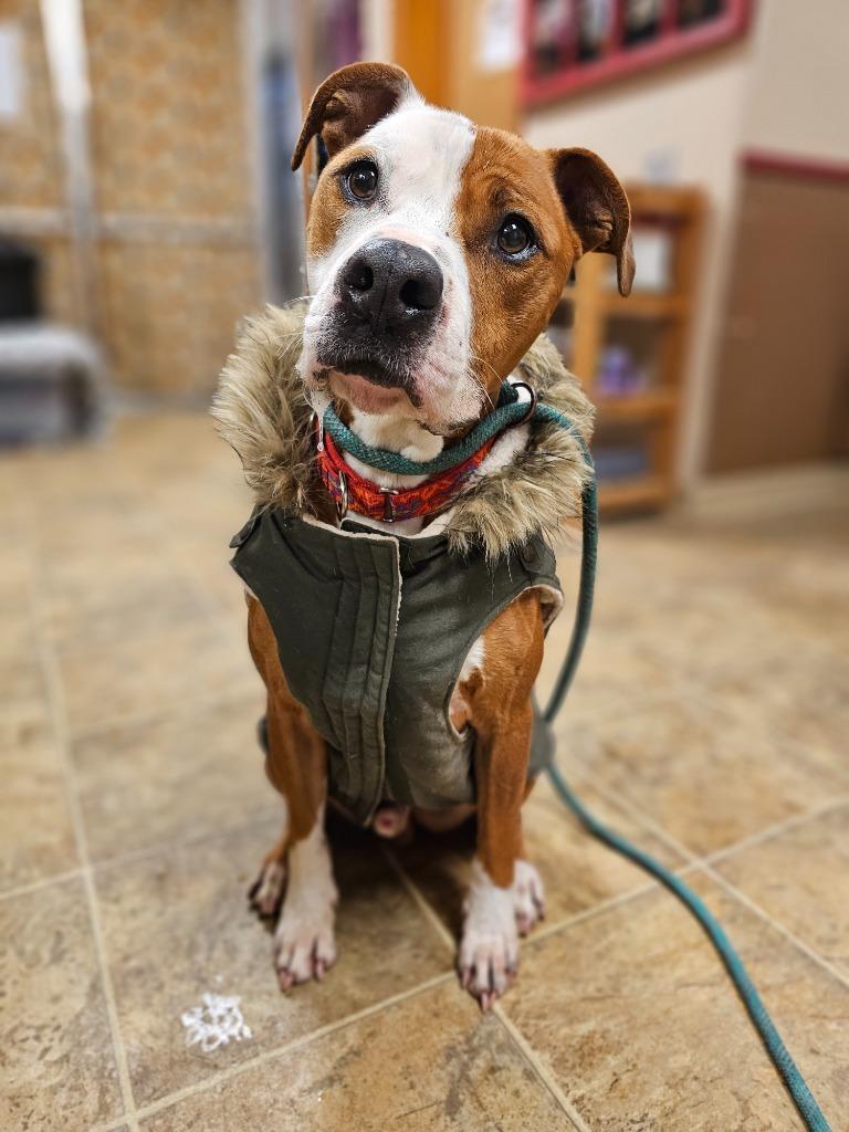 Enlarge Ceasar, a Adoptable mixed breed in Sprakers, NY image 2/6