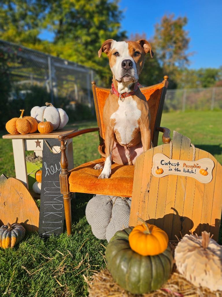 Enlarge Ceasar, a Adoptable mixed breed in Sprakers, NY image 3/6