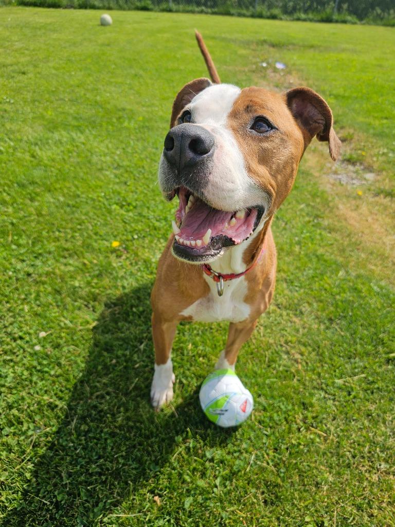 Enlarge Ceasar, a Adoptable mixed breed in Sprakers, NY image 4/6