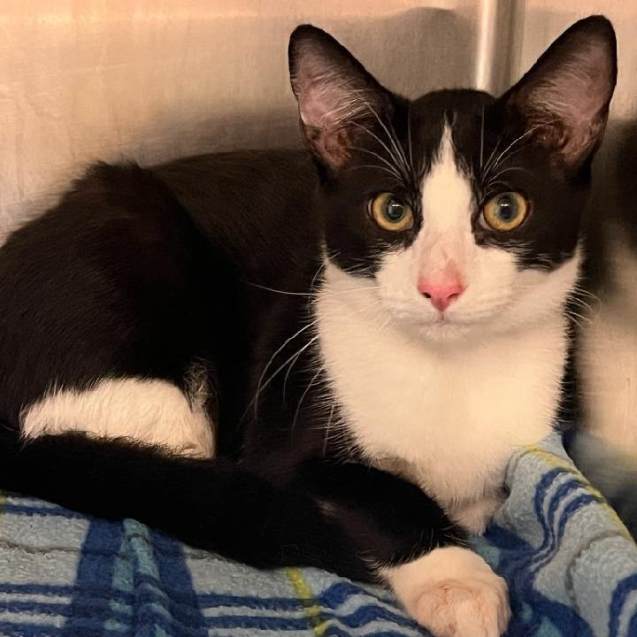 Oreo, a Adoptable American Shorthair in Wilmington, NC image 4/6
