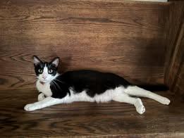 Oreo, Adoptable, Young Male American Shorthair.