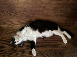 Oreo, a Adoptable American Shorthair in Wilmington, NC image 3/6