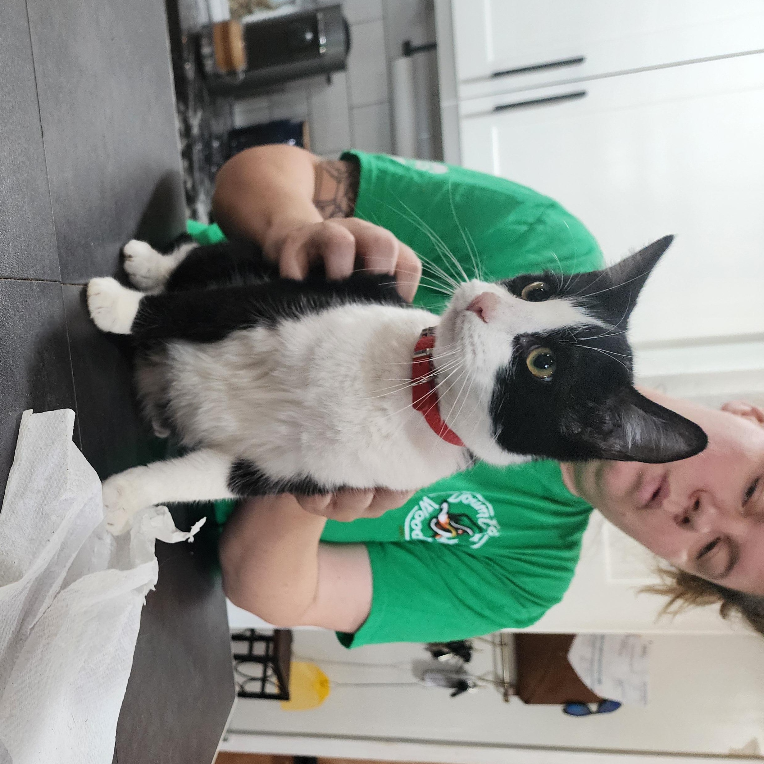 Oreo, a Adoptable American Shorthair in Wilmington, NC image 5/6