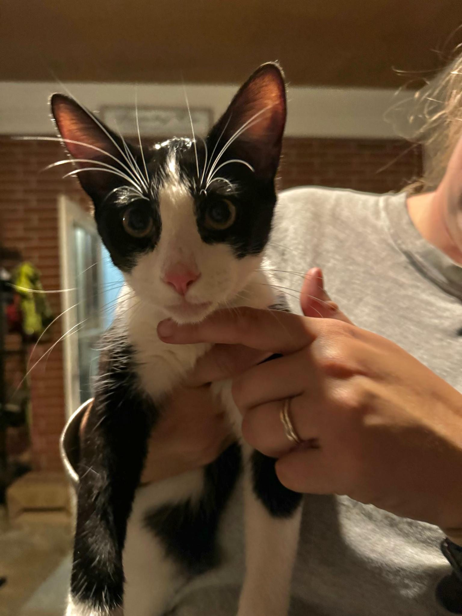 Oreo, a Adoptable American Shorthair in Wilmington, NC image 6/6