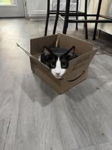 Oreo, a Adoptable American Shorthair in Wilmington, NC image 2/6