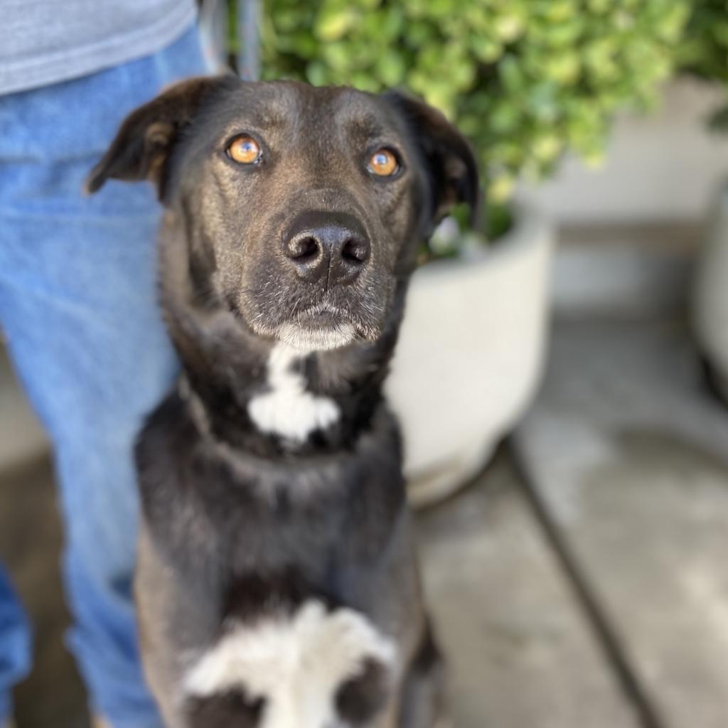 Enlarge Twix, a Adoptable mixed breed in Fresno, CA image 1/6