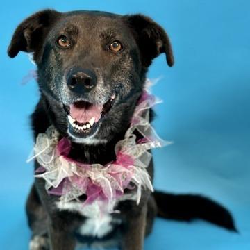 Twix, Adoptable, Adult Female Shepherd & Black Labrador Retriever.