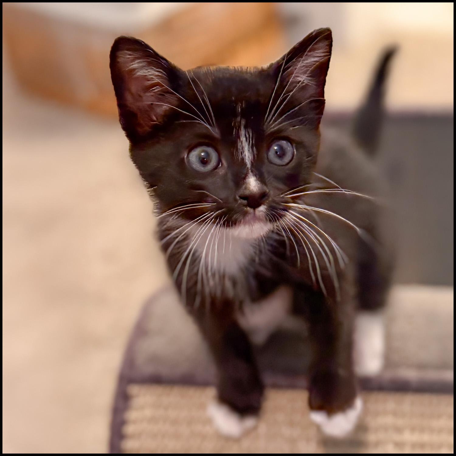 Little Pip, Young Male unknown