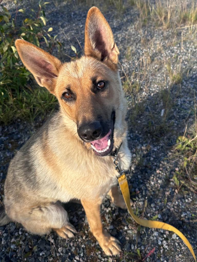 Aya, Adoptable, Puppy Female German Shepherd Dog.