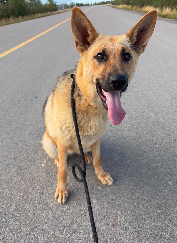 Aya, a Adoptable mixed breed in Yellowknife, NT image 1/2