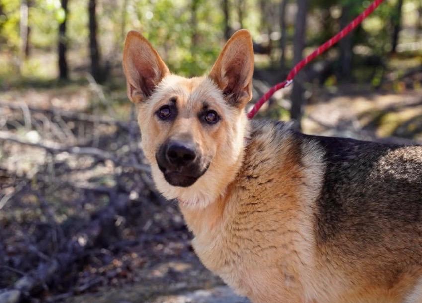 Aya, a Adoptable mixed breed in Yellowknife, NT image 2/2
