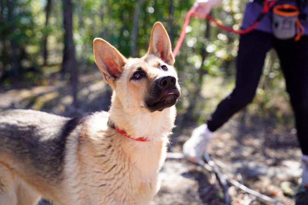 Enlarge Aya, a Adoptable mixed breed in Yellowknife, NT image 3/5