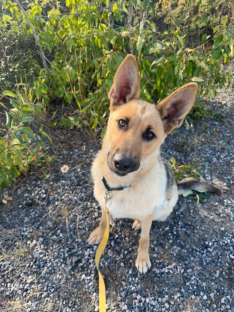 Enlarge Aya, a Adoptable mixed breed in Yellowknife, NT image 4/5