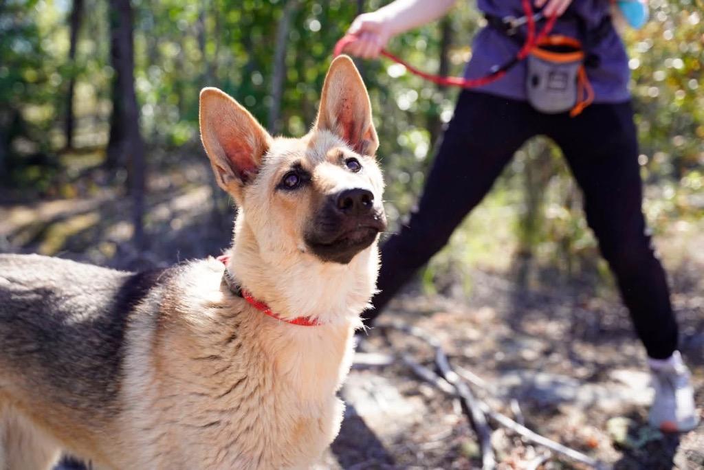 Enlarge Aya, a Adoptable mixed breed in Yellowknife, NT image 5/5